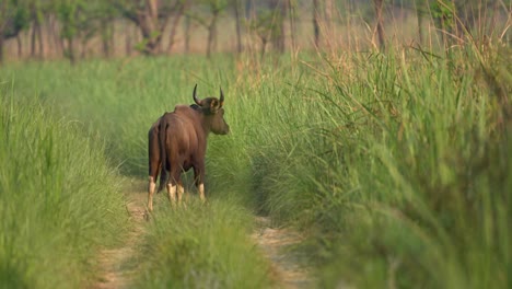 A-Gaur-or-wild-bison-walking-on-a-dirt-road-before-entering-the-tall-grass-lining-the-side-of-the-road