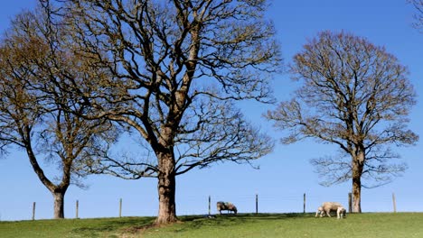 Springtime-with-sheep-and-lambs-against-a-blue-sky