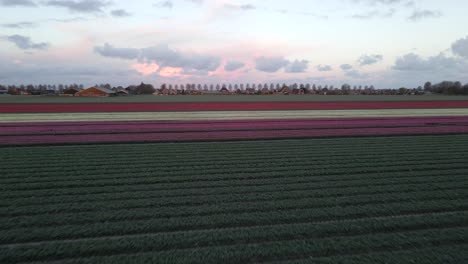 Early-morning-flying-towards-tulip-field-in-Holland,-aerial