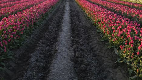 Famous-Dutch-Tulip-field-with-pink-and-white-petals,-windmills-on-horizon