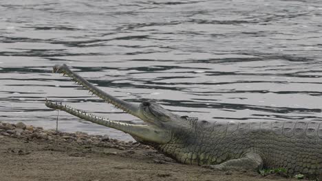 Ein-Gharial-Krokodil,-Das-Mit-Weit-Geöffnetem-Maul-Am-Ufer-Eines-Flusses-Liegt