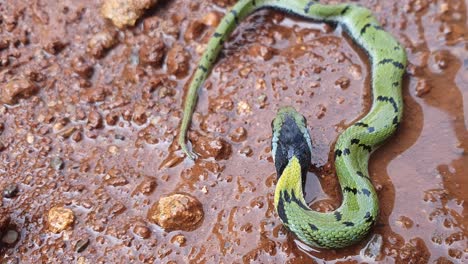 The-Indian-grass-snake-or-Green-keelback-,-is-a-non-venomous-species-of-snake,-with-its-beautiful-patterned-skin,-found-in-parts-of-Asia---known-as-Gavtya-snake-in-most-parts-of-India