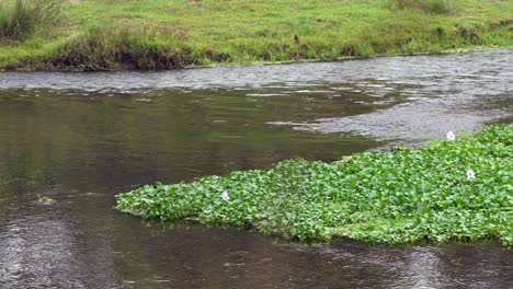 A-mass-of-water-hyacinths-in-a-river-in-Nepal