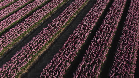 Variedad-De-Tulipanes-Que-Crecen-En-Los-Campos-Cerca-Del-Parque-Eólico