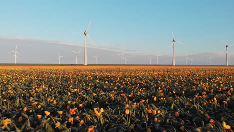 Turbinas-Eólicas-Con-Tulipanes-Amarillos-En-Flor-En-Primavera