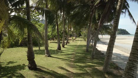 dolly-footage-of-palm-trees-on-grassy-bank-with-tropical-beach-and-island