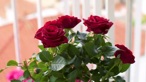 Pot-on-the-balcony-with-small-red-roses
