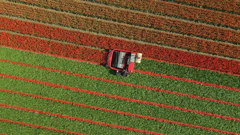 Machine-cutting-red-tulip-heads-of-stem-in-Dutch-field,-harvesting-flowers