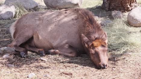 Cute,-tawny-female-Wapiti-Elk-sleeps-peacefully-on-the-ground