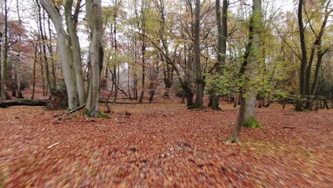 Englisches-Waldland-Im-Herbst-Schnelle-Drohne-Zieht-Sich-Durch-Bäume-Zurück