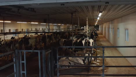 Rebaño-De-Vacas-Lecheras-Holstein-En-El-Establo-De-Empate