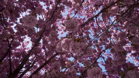 Rotate-and-Looking-up-shot-on-cherry-flower-tree,-POV-view