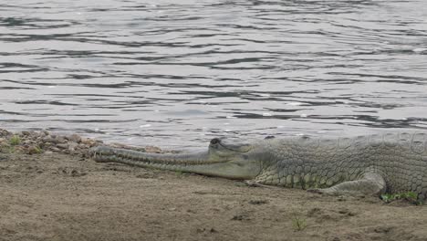 Ein-Gharial-Krokodil,-Das-Tagsüber-Am-Ufer-Eines-Flusses-Liegt