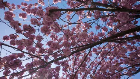 Cherry-blossom-tree-flowers,-directly-below,-rotation