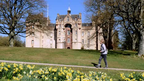 Lady-walks-past-the-front-of-Fyvie-Castle-with-daffodils-in-the-foreground