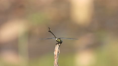 Tiger-dragonfly-waiting-for-pray-in-pond-area-