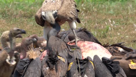 A-bunch-of-vultures-attacking-and-fighting-over-a-carcass-of-a-dead-cow