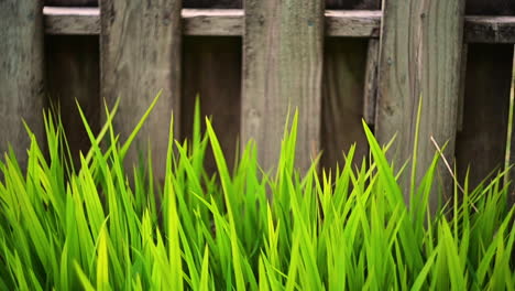 Green-grass-moves-in-breeze-by-wooden-fence
