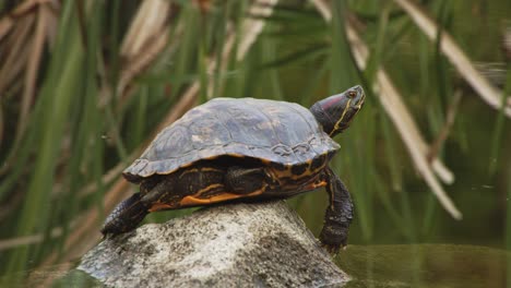 Schildkröte-Bekommt-Sonne-Auf-Stein-Im-Teich,-Wasserspannung