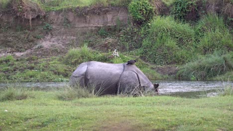 Un-Rinoceronte-De-Un-Cuerno-Parado-Al-Lado-Del-Río-Con-Un-Cuervo-Parado-Sobre-Su-Espalda