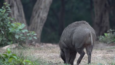 A-wild-boar-on-the-edge-of-the-jungle