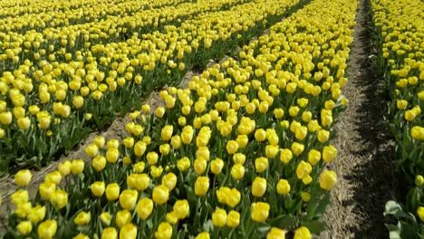 Lines-of-yellow-tulips-in-Dutch-field-revealing-iconic-windmill,-spring