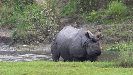 A-one-horned-rhino-standing-beside-the-river-with-a-crow-standing-on-its-back