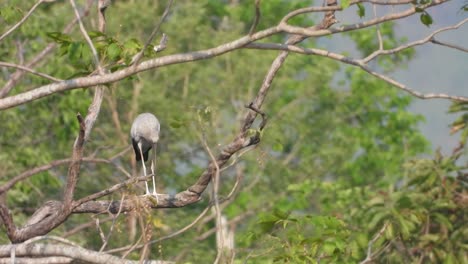 Stork-bird-in-tree-waiting-for-food-