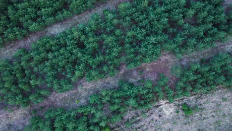Renewing-forest-by-planting-new-spruce-siblings,-top-down-aerial-view
