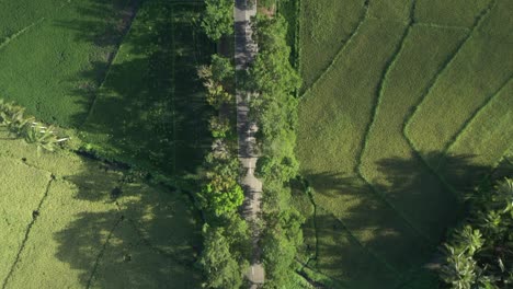 Amazing-Aerial-Footage-Of-A-Beautiful-Straight-Road-With-Lined-Up-Trees-in-the-Philippines---drone-shot