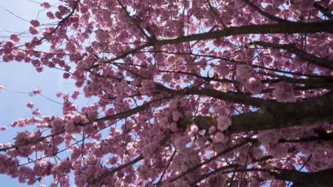 Slowly-moving-through-the-lush-foliage-of-spring-sakura-cherry-flowers,-looking-up,-aerial