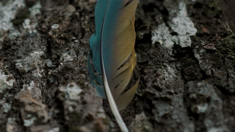 A-Single-Bird-Feather-In-Turquoise-And-Brown---close-up