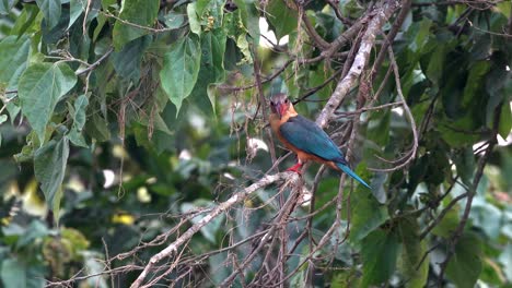 A-stork-billed-kingfisher-sitting-on-a-branch-in-the-jungle