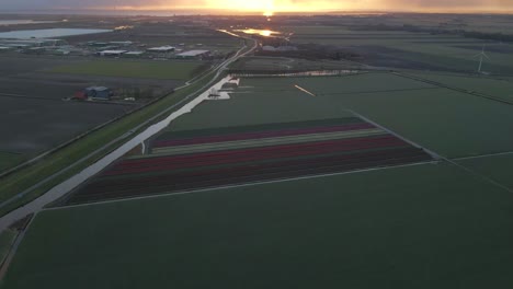 Traditional-Dutch-landscape-with-farmland-and-tulip-field-at-dawn,-aerial