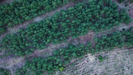 New-growth-of-spruce-trees-in-forest-clearing,-fly-up-drone-shot