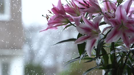 Mid-Shot-Of-Bright-Pink-Lily-bunch-With-Rain-In-The-Background