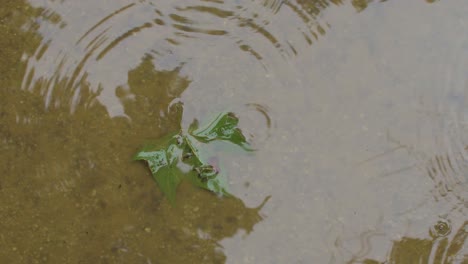 Rain-falling-into-a-pond-with-a-tree-leaf