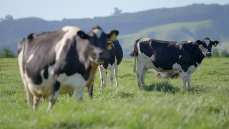 Holstein-Friesian-cows-standing-in-grass-field-in-New-Zealand,-slow-motion