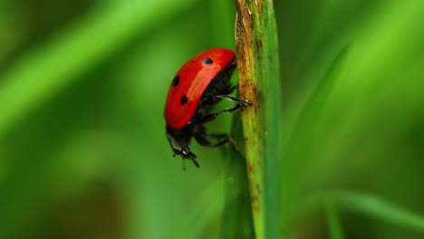 Close-up-macro-video-of-a-ladybug-beetle-cleaning-itself