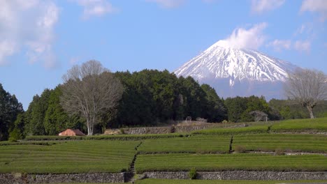 Paisaje-Típico-Japonés-Con-Campos-De-Té-Verde-Y-Mont-Fuji-En-Segundo-Plano