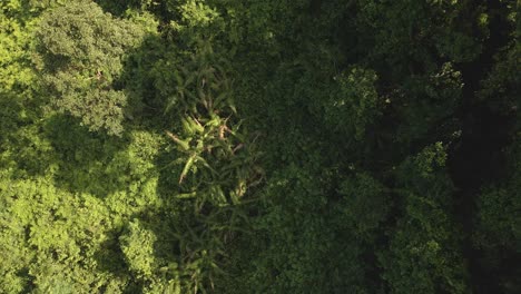 Aerial-ascending-down-shot,-green-dense-lush-tropical-forest
