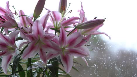 Mid-Shot-Of-Bright-Pink-Lily-bunch-Left-Of-Screen-With-Rain-In-The-Background