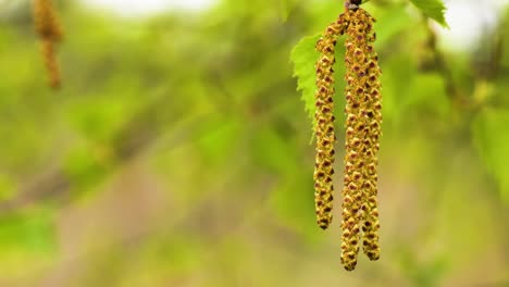 Male-catkins-of-white-birch-moved-by-a-breeze