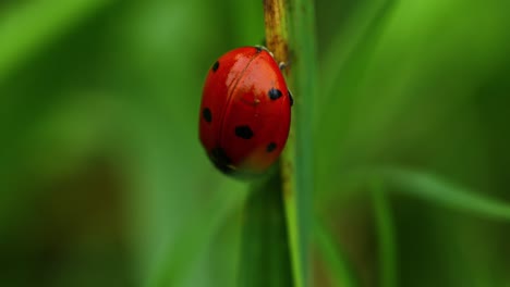 Macro-video-of-a-red-ladybug