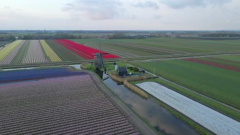 Dutch-windmill-in-flat-polder-surrounded-by-colorful-tulips,-aerial
