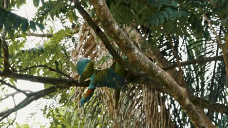 Pair-Of-Great-Green-Macaw-Birds-Perching-On-The-Tree-In-A-Forest---low-angle-shot