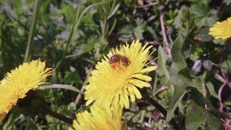 bumblebee-pollinating-yellow-dandelion-flower.-macro-shot
