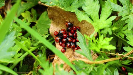 Closeup-macro-video-of-red-and-black-Stinkbug-nymphs