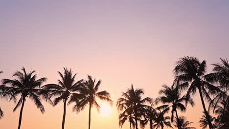 Tropischer-Kopierraum-Mit-Palmen-Während-Des-Sonnenuntergangs-Der-Goldenen-Stunde
