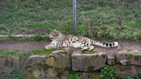 Snow-Leopard-Relax-In-Animal-Enclosure